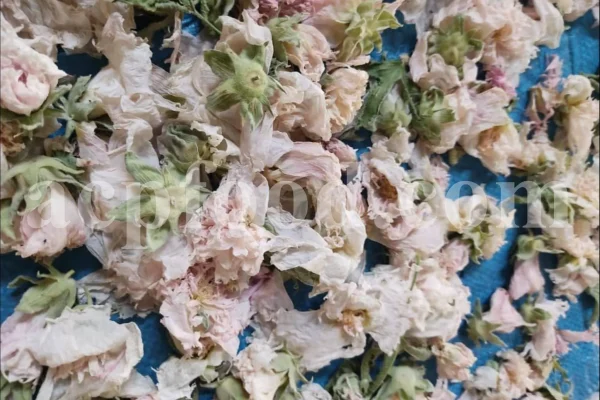 High quality dried Marshmallow flowers for sale. Buy Althaea officinalis dried flowers. Hollyhocks for sale. Buy Common Hollyhock dried flowers. Marshmallow seeds for sale. Buy Hollyhocks seeds.