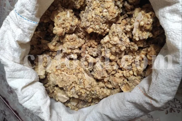 Traditional use of gum ammoniac in Persian medicine
