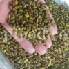 High Quality Pistacia atlantica for sale. Pistacia terebinthus seeds. Pistacia atlantica seeds. Buy Atlantic Pistachio. Pistacia khinjuk wholesale price. Buy Terebinth seeds. Bulk wild pistachios.