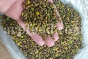 High Quality Pistacia atlantica for sale. Pistacia terebinthus seeds. Pistacia atlantica seeds. Buy Atlantic Pistachio. Pistacia khinjuk wholesale price. Buy Terebinth seeds. Bulk wild pistachios.