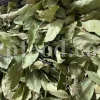 Buy Bay leaves. Bay Leaves for sale. Bay Leaves wholesale price. Bay Laurel for sale. Organic Bay Leaves bulk. Buy Bay Laurel.
