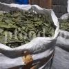 Buy Bay leaves. Bay Leaves for sale. Bay Leaves wholesale price. Bay Laurel for sale. Organic Bay Leaves bulk. Buy Bay Laurel.