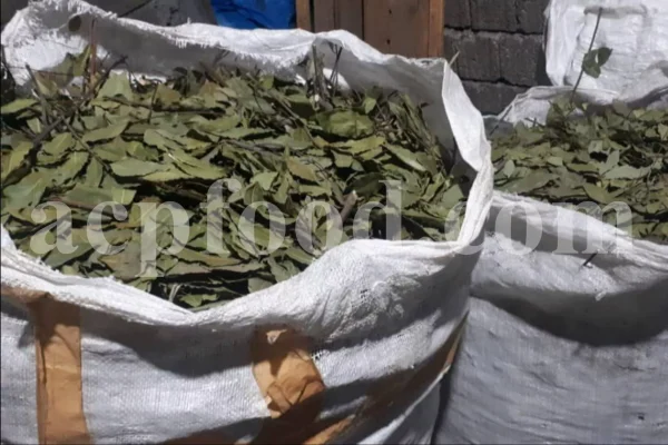Buy Bay leaves. Bay Leaves for sale. Bay Leaves wholesale price. Bay Laurel for sale. Organic Bay Leaves bulk. Buy Bay Laurel.