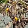 Dried Coltsfoot for sale. Coltsfoot herb wholesale price. Buy Coltsfoot. Coltsfoot for sale. Bulk Coltsfoot leaves. Tussilago farfara leaves purchase.