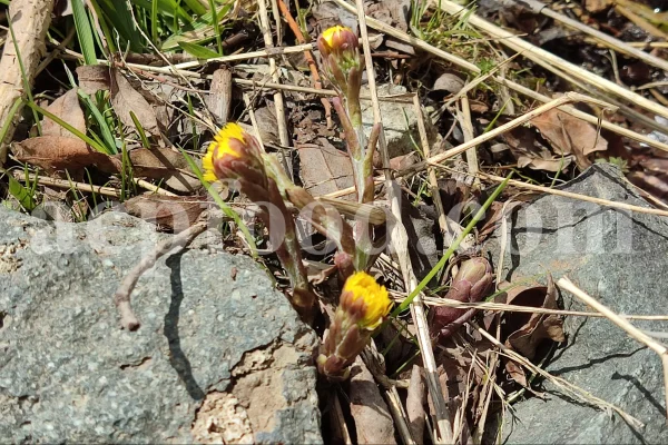 Dried Coltsfoot for sale. Coltsfoot herb wholesale price. Buy Coltsfoot. Coltsfoot for sale. Bulk Coltsfoot leaves. Tussilago farfara leaves purchase.