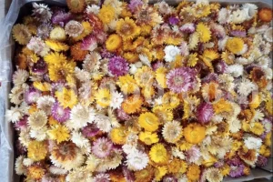 close-up of dried daisy petals in wooden bowl