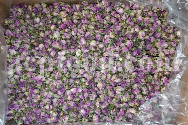 The best quality Rosa damascena buds for sale. Damascena Rose wholesale price. Buy Damascina Rose. Bulk Rosa Damask buds and petals. Wholesale R Damascena. Damask Rose purchase.