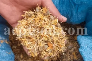 Buy Calendula. Calendula for sale. Bulk dried Calendula petals. Dried Marigold wholesale price. Calendula flowers dried bulk. Calendula officinalis price. Calendula officinalis orange king for sale.