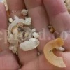 Gum Arabic for sale. Buy Gum Arabic. Bulk Gum Arabic. Acacia Senegal gum for sale. Buy Acacia Gum.
