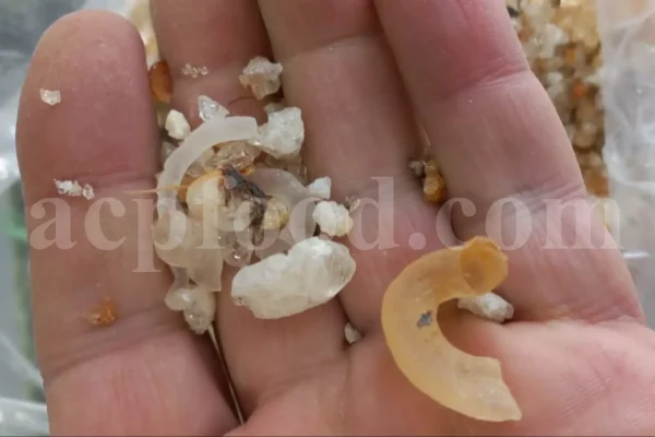 Gum Arabic for sale. Buy Gum Arabic. Bulk Gum Arabic. Acacia Senegal gum for sale. Buy Acacia Gum.