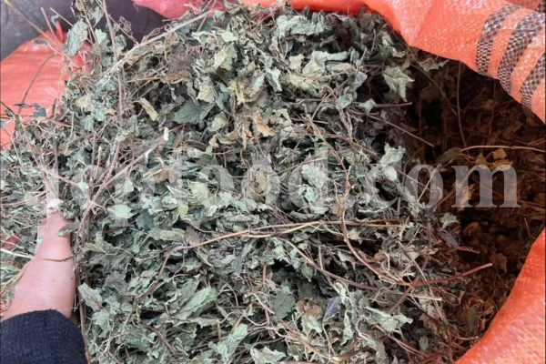 Dried Lemon Balm for sale. Melissa Lemon Balm buy. Lemon Balm bulk. Lemon Balm for sale. Organic Lemon Balm leaf in bulk.