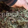 Dried Maidenhair Fern for sale. Adiantum capillus veneris dried leaves wholesale price. Buy Maiden Hair Fern dry leaves. Adiantum capillus veneris for sale. Bulk Maidenhair Fern adiantum capillus veneris.
