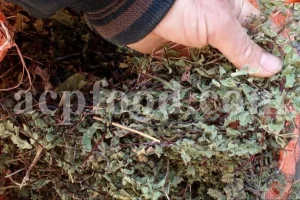 Dried Maidenhair Fern for sale. Adiantum capillus veneris dried leaves wholesale price. Buy Maiden Hair Fern dry leaves. Adiantum capillus veneris for sale. Bulk Maidenhair Fern adiantum capillus veneris.