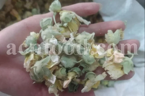 High quality dried Marshmallow flowers for sale. Buy Althaea officinalis dried flowers. Hollyhocks for sale. Buy Common Hollyhock dried flowers. Marshmallow seeds for sale. Buy Hollyhocks seeds.