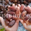 High quality Dates for sale. Buy Dates. Bulk Dates. Dry Dates wholesale price. Phoenix dactylifera fruit. Phoenix palm fruit. Dabino fruit for sale. Buy Hearts of Palm. Dry Dates 1kg price.