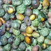 High Quality Pistacia atlantica for sale. Pistacia terebinthus seeds. Pistacia atlantica seeds. Buy Atlantic Pistachio. Pistacia khinjuk wholesale price. Buy Terebinth seeds. Bulk wild pistachios.