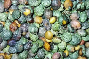 High Quality Pistacia atlantica for sale. Pistacia terebinthus seeds. Pistacia atlantica seeds. Buy Atlantic Pistachio. Pistacia khinjuk wholesale price. Buy Terebinth seeds. Bulk wild pistachios.