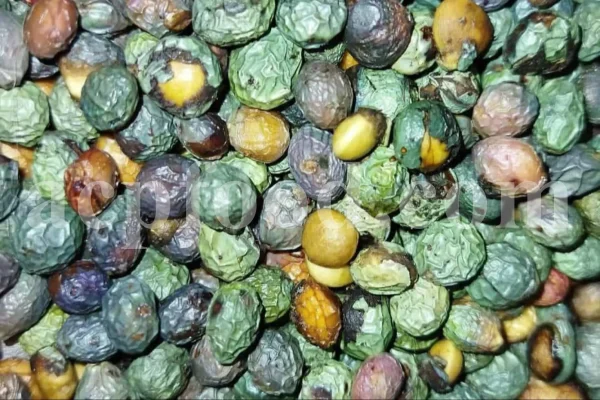 High Quality Pistacia atlantica for sale. Pistacia terebinthus seeds. Pistacia atlantica seeds. Buy Atlantic Pistachio. Pistacia khinjuk wholesale price. Buy Terebinth seeds. Bulk wild pistachios.
