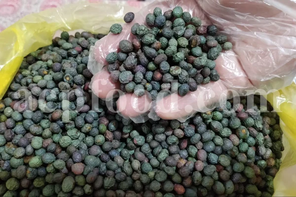 High Quality Pistacia atlantica for sale. Pistacia terebinthus seeds. Pistacia atlantica seeds. Buy Atlantic Pistachio. Pistacia khinjuk wholesale price. Buy Terebinth seeds. Bulk wild pistachios.