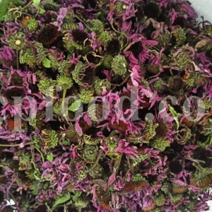 Purple Coneflower for sale. Dried Coneflower wholesale price. Echinacea dried herb purchase. Bulk Purple Coneflower Echinacea.