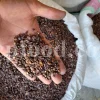Quince seeds for sale. Bulk Bahi Dana seeds. Cydonia oblonga seeds wholesale price. Buy Quince fruit seeds. Beh Daneh purchase.