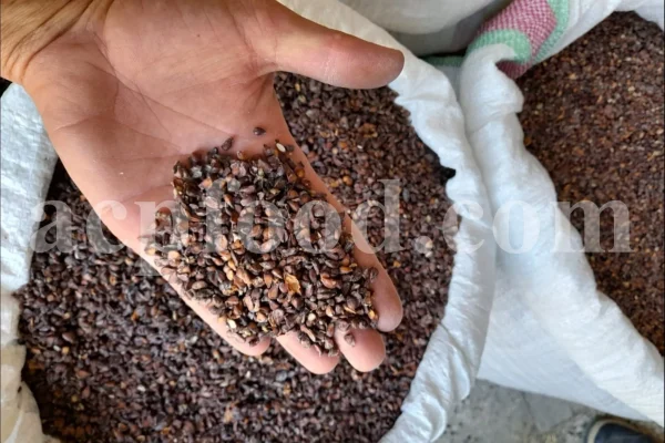 Quince seeds for sale. Bulk Bahi Dana seeds. Cydonia oblonga seeds wholesale price. Buy Quince fruit seeds. Beh Daneh purchase.