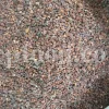 Quince seeds for sale. Bulk Bahi Dana seeds. Cydonia oblonga seeds wholesale price. Buy Quince fruit seeds. Beh Daneh purchase.