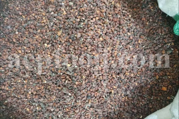 Quince seeds for sale. Bulk Bahi Dana seeds. Cydonia oblonga seeds wholesale price. Buy Quince fruit seeds. Beh Daneh purchase.