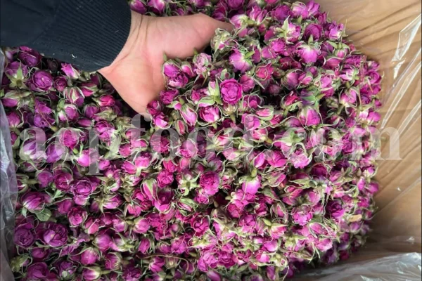 The best quality Rosa damascena buds for sale. Damascena Rose wholesale price. Buy Damascina Rose. Bulk Rosa Damask buds and petals. Wholesale R Damascena. Damask Rose purchase.