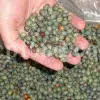 High Quality Pistacia atlantica for sale. Pistacia terebinthus seeds. Pistacia atlantica seeds. Buy Atlantic Pistachio. Pistacia khinjuk wholesale price. Buy Terebinth seeds. Bulk wild pistachios.