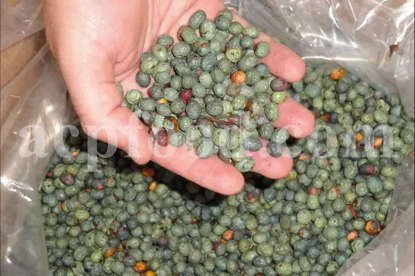 High Quality Pistacia atlantica for sale. Pistacia terebinthus seeds. Pistacia atlantica seeds. Buy Atlantic Pistachio. Pistacia khinjuk wholesale price. Buy Terebinth seeds. Bulk wild pistachios.