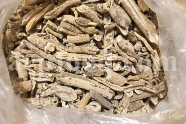Turpeth root for sale. Bulk Turbod. Buy Indian Jalap. Turbith wholesale price. Operculina turpethum root purchase. Nishoth root for sale.