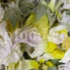 High quality dried Marshmallow flowers for sale. Buy Althaea officinalis dried flowers. Hollyhocks for sale. Buy Common Hollyhock dried flowers. Marshmallow seeds for sale. Buy Hollyhocks seeds.