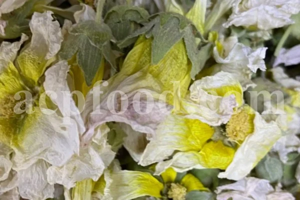 High quality dried Marshmallow flowers for sale. Buy Althaea officinalis dried flowers. Hollyhocks for sale. Buy Common Hollyhock dried flowers. Marshmallow seeds for sale. Buy Hollyhocks seeds.