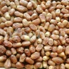 High quality Dates for sale. Buy Dates. Bulk Dates. Dry Dates wholesale price. Phoenix dactylifera fruit. Phoenix palm fruit. Dabino fruit for sale. Buy Hearts of Palm. Dry Dates 1kg price.