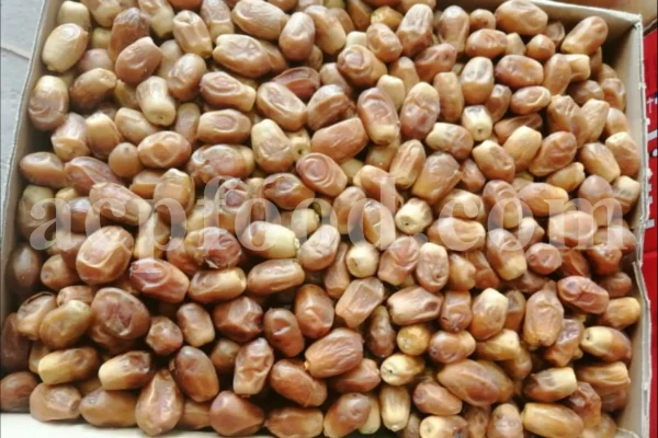 High quality Dates for sale. Buy Dates. Bulk Dates. Dry Dates wholesale price. Phoenix dactylifera fruit. Phoenix palm fruit. Dabino fruit for sale. Buy Hearts of Palm. Dry Dates 1kg price.
