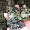 Buy dried nettles. Organic dried nettle leaves for sale. Buy dried nettle tea. Buy stinging nettles. Nettle seeds for sale. Buy stinging nettle tea. Nettle leaves for sale. Bulk stinging nettle. Urtica dioica leaf. Urtica urens buy online.