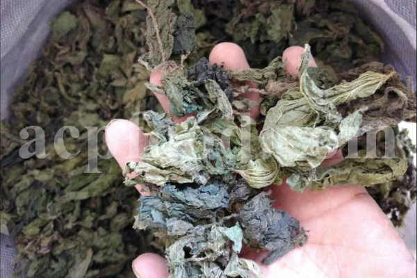 Buy dried nettles. Organic dried nettle leaves for sale. Buy dried nettle tea. Buy stinging nettles. Nettle seeds for sale. Buy stinging nettle tea. Nettle leaves for sale. Bulk stinging nettle. Urtica dioica leaf. Urtica urens buy online.