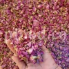 The best quality Rosa damascena buds for sale. Damascena Rose wholesale price. Buy Damascina Rose. Bulk Rosa Damask buds and petals. Wholesale R Damascena. Damask Rose purchase.