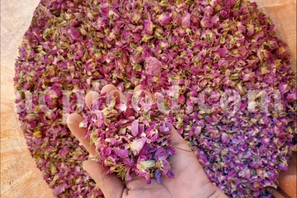 The best quality Rosa damascena buds for sale. Damascena Rose wholesale price. Buy Damascina Rose. Bulk Rosa Damask buds and petals. Wholesale R Damascena. Damask Rose purchase.