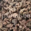 High Quality Greater Galangal Root for Sale. Bulk Alpinia galanga Root. Kulanjan root wholesale price. Khulanjan purchase.