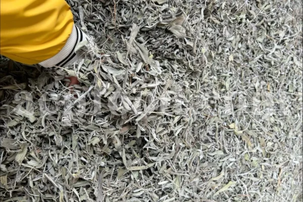 Buy sage dried leaves. Sage leaves for sale. Bulk dried sage leaves. Sage purchase. Dried sage leaves for burning.