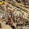 Dried Coltsfoot for sale. Coltsfoot herb wholesale price. Buy Coltsfoot. Coltsfoot for sale. Bulk Coltsfoot leaves. Tussilago farfara leaves purchase.