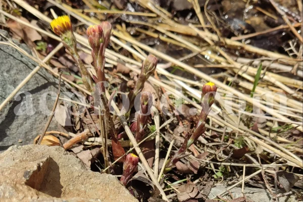 Dried Coltsfoot for sale. Coltsfoot herb wholesale price. Buy Coltsfoot. Coltsfoot for sale. Bulk Coltsfoot leaves. Tussilago farfara leaves purchase.