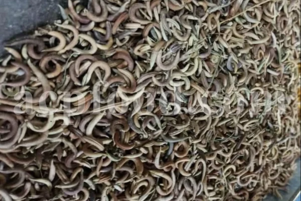 High Quality Yellow Sweet Clover dried fruits for sale. Buy dried Sweet Clover. Bulk Melilotus officinalis. Common Melilot dried fruits purchase.