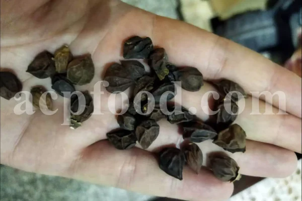 Assyrian Plum for sale. Buy Sebastian Plum. Bulk Cordia myxa. Cordia myxa for sale. Cordia fruit wholesale price. Sapistan fruit in bulk. Dried Sapistan for sale.