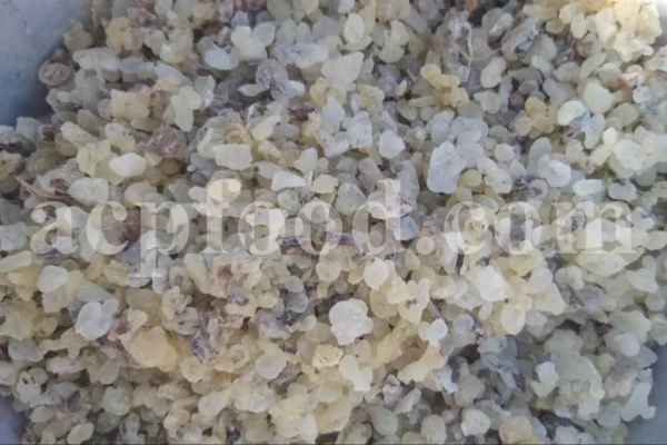 Mastic tree gum. Mastic gum for sale. Mastic gum bulk. Buy mastic gum. Pistacia terebinthus resin for sale.