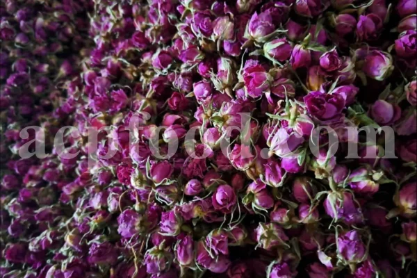 The best quality Rosa damascena buds for sale. Damascena Rose wholesale price. Buy Damascina Rose. Bulk Rosa Damask buds and petals. Wholesale R Damascena. Damask Rose purchase.