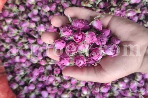 The best quality Rosa damascena buds for sale. Damascena Rose wholesale price. Buy Damascina Rose. Bulk Rosa Damask buds and petals. Wholesale R Damascena. Damask Rose purchase.