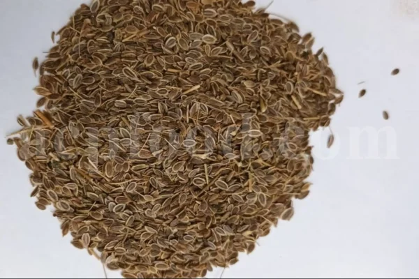 Dried Dill for sale. Buy dried Dill. Dried Dill weed wholesale price. Air dry Dill purchase. Best dried Dill weed. Dill seed for sale. Buy Dill seeds.